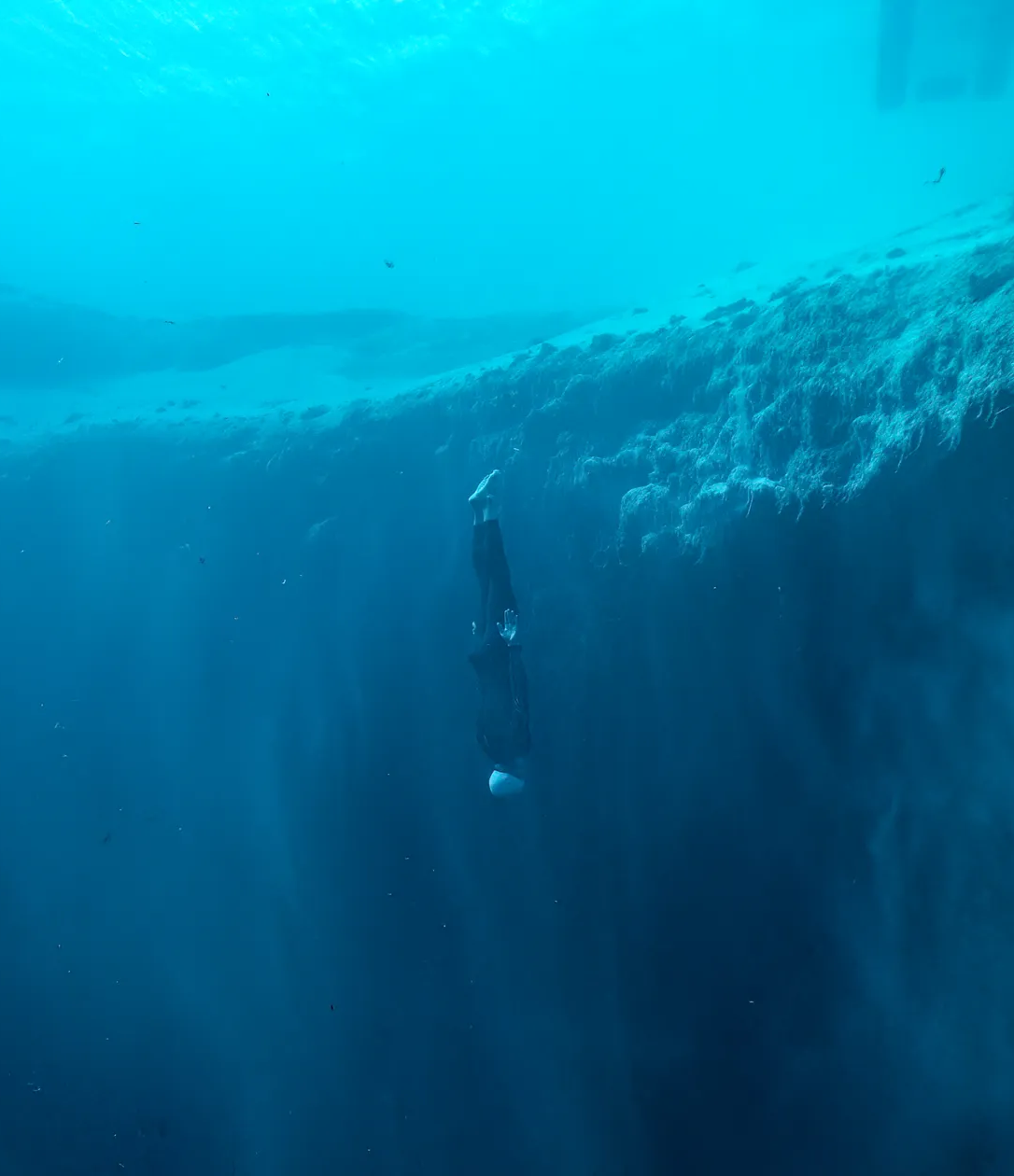 About Freediver